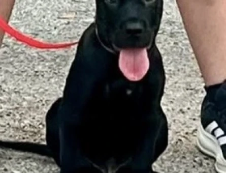 Safkan Cane Corsa - 7094