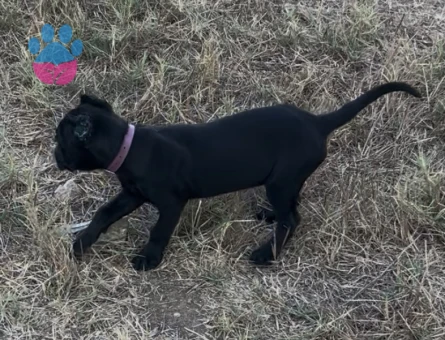 Safkan Cane Corsa - 7094 - Görsel 5