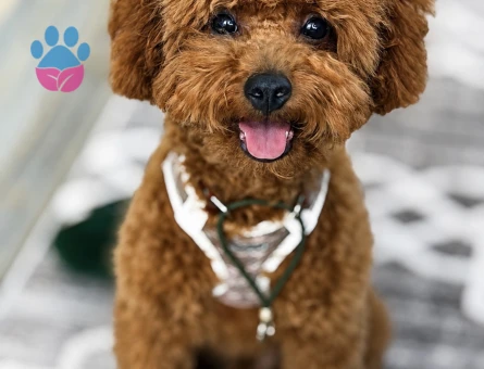 6 AYLIK TOY POODLE YAVRUMUZ - 7096