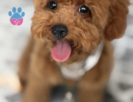 6 AYLIK TOY POODLE YAVRUMUZ - 7096 - Görsel 3