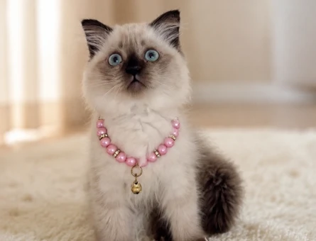 British Shorthair Çikolata Point Tombiş Yanak - 7098
