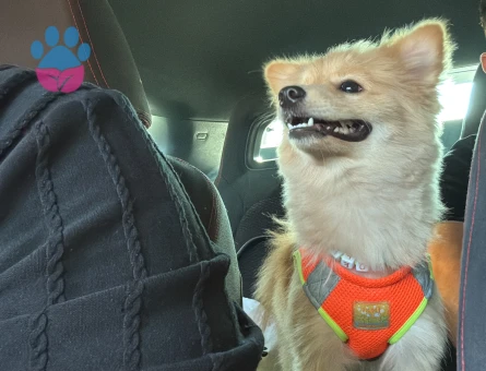 Pomeranian Boo Poofye Yuva Arıyorum - 7101 - Görsel 3
