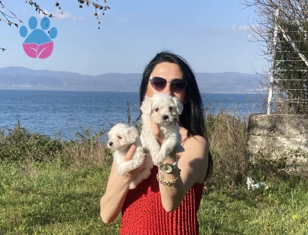 Maltese yavrularım sağlık ve garantilidir - 7102 - Görsel 3