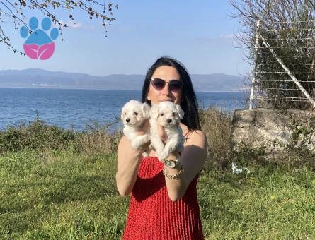 Maltese yavrularım sağlık ve garantilidir - 7102 - Görsel 4