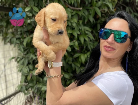 Golden retriver yavrularım sağlık ve garantilidir - 7103