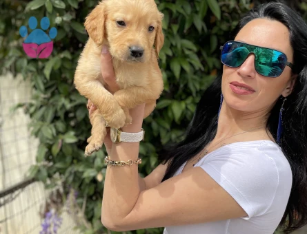 Golden retriver yavrularım sağlık ve garantilidir - 7103 - Görsel 5