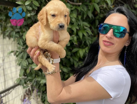 Golden retriver yavrularım sağlık ve garantilidir - 7103 - Görsel 4