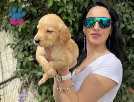 Golden retriver yavrularım sağlık ve garantilidir - 7103 - Görsel 3