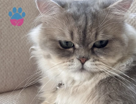 British Shorthair 1 Yaşında - 7105 - Görsel 3
