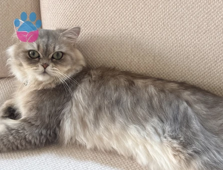 British Shorthair 1 Yaşında - 7105