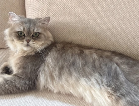 British Shorthair 1 Yaşında - 7105