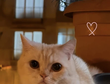 British Shorthair Kedim LATTE YUVA ARIYORUZ - 7107