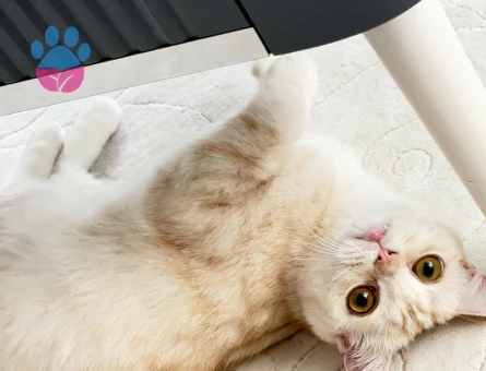 British Shorthair Kedim LATTE YUVA ARIYORUZ - 7107 - Görsel 3
