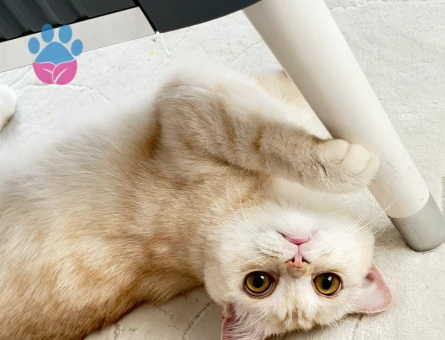 British Shorthair Kedim LATTE YUVA ARIYORUZ - 7107 - Görsel 4