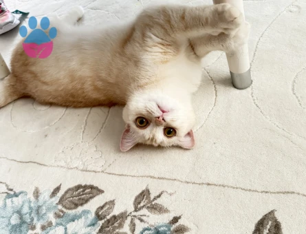 British Shorthair Kedim LATTE YUVA ARIYORUZ - 7107 - Görsel 5