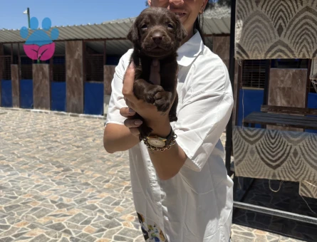 Labrador yavrulara sağlık ve ırk garantilidir - 7109