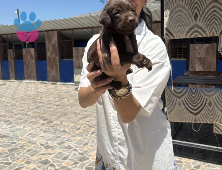 Labrador yavrulara sağlık ve ırk garantilidir - 7109 - Görsel 3