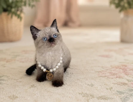 British Shorthair Çikolata Point Dişi Yavrumuz - 7116