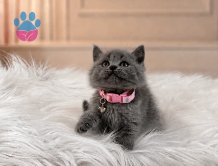 British Shorthair Gri Dişi Yavrumuz - 7117