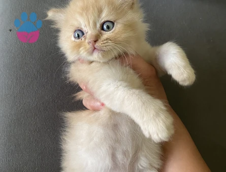 55 günlük british Longhair bebeklerimiz - 7119 - Görsel 4