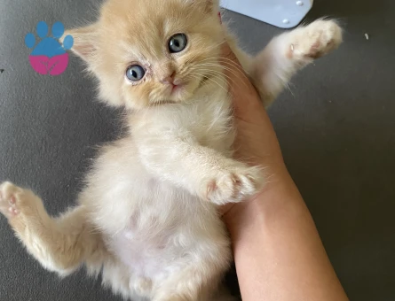 55 günlük british Longhair bebeklerimiz - 7119 - Görsel 3