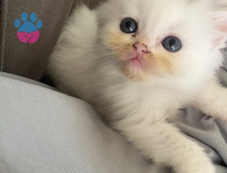 55 günlük british Longhair bebeklerimiz - 7119