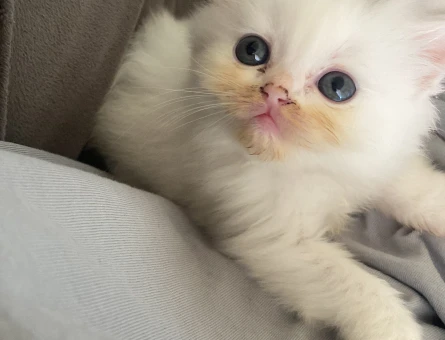 55 günlük british Longhair bebeklerimiz - 7119