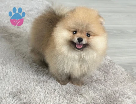 Sevimli Kardeşler PomeranianBoo - 7120 - Görsel 4