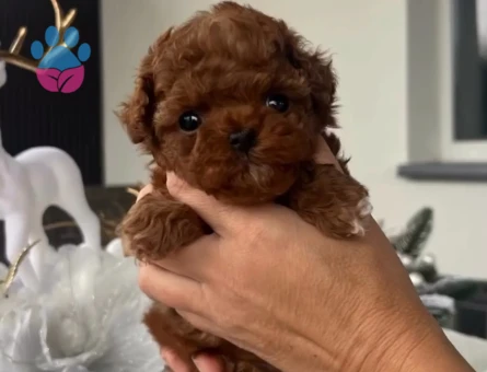 orjinal kore poodle yavrular - 7123 - Görsel 2