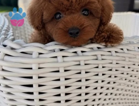 orjinal kore poodle yavrular - 7123