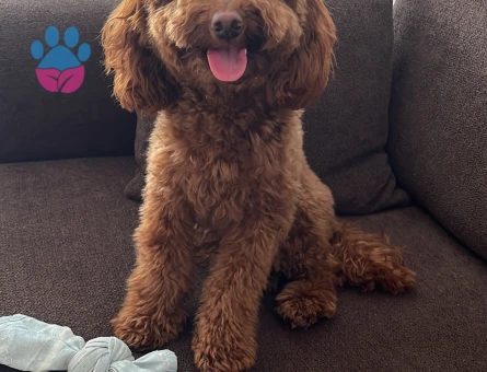 Toy poodle saf kan 1,5 yaşında - 7127 - Görsel 2
