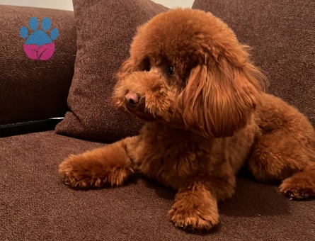 Toy poodle saf kan 1,5 yaşında - 7127 - Görsel 3