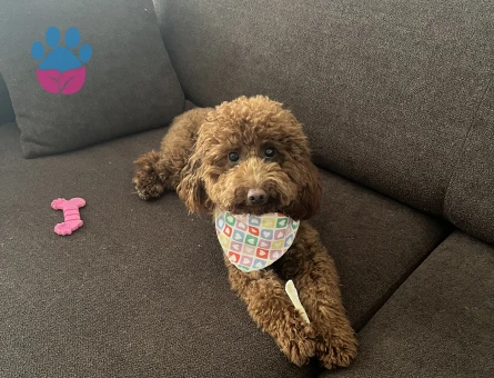 Toy poodle saf kan 1,5 yaşında - 7127 - Görsel 5