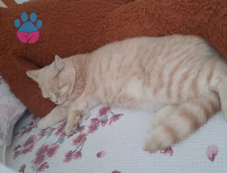 Safkan British Shorthair  9 Aylık