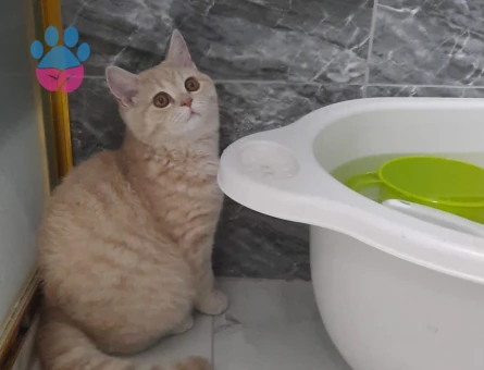 Safkan British Shorthair  9 Aylık