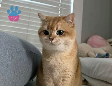 Erkek 1 Yaşında Yuva Arıyor British Shorthair - 8895 - Görsel 2
