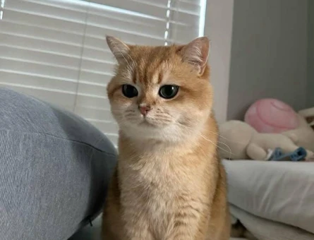 Erkek 1 Yaşında Yuva Arıyor British Shorthair - 8895