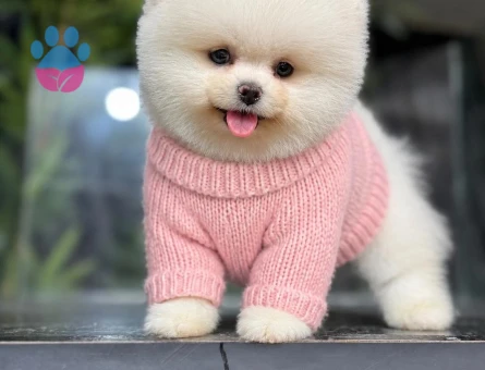 Pomeranıan üretim çiftliğinden - 8896 - Görsel 2