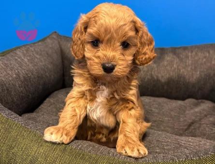 IRK GARANTİLİ MALTİPOO YAVRULARIMIZ - 8898 - Görsel 2