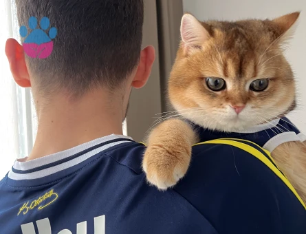 TURUNCU BRİTİSH Shorthair 1 Yaşında - 8900 - Görsel 4