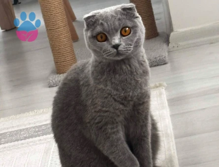 Scottish fold 2 Yaşında Yuva Arıyor - 8901 - Görsel 2