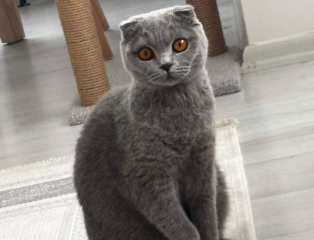 Scottish fold 2 Yaşında Yuva Arıyor - 8901