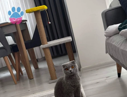 Scottish fold 2 Yaşında Yuva Arıyor - 8901 - Görsel 3