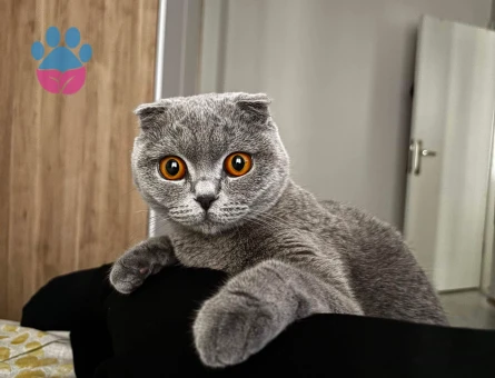 Scottish fold 2 Yaşında Yuva Arıyor - 8901 - Görsel 4