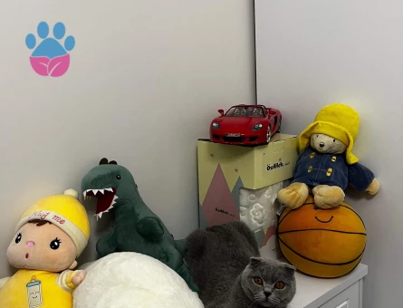 Scottish fold 2 Yaşında Yuva Arıyor - 8901 - Görsel 5