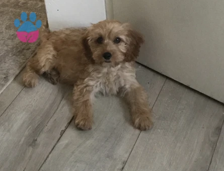 DİŞİ AŞILI MALTİPOO - 8904 - Görsel 4