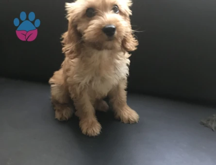 DİŞİ AŞILI MALTİPOO - 8904