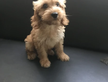 DİŞİ AŞILI MALTİPOO - 8904