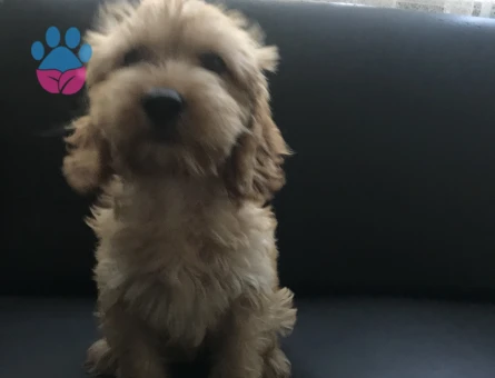 DİŞİ AŞILI MALTİPOO - 8904 - Görsel 3