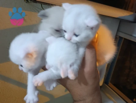 2 Aylık British Shorthair Yuva Arıyor - 8905 - Görsel 2